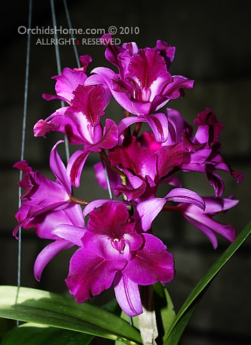 Цветение орхидеи Laeliocattleya Rosette Warland x Cattleya Chocolate Drop.jpg