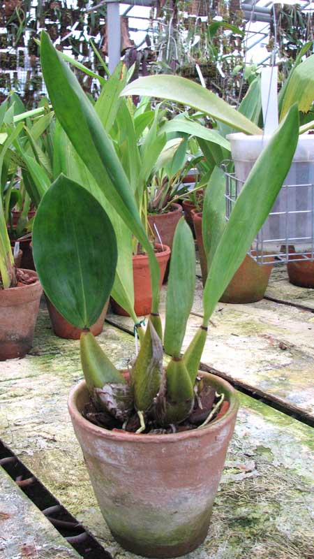 Фото орхидеи Bifrenaria atropurpurea