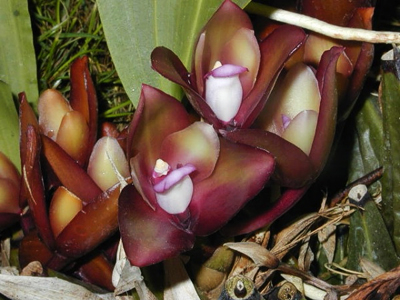 Цветение орхидеи Bifrenaria atropurpurea.jpg