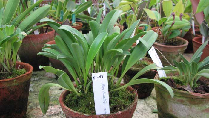 Фото орхидеи Masdevallia amanda
