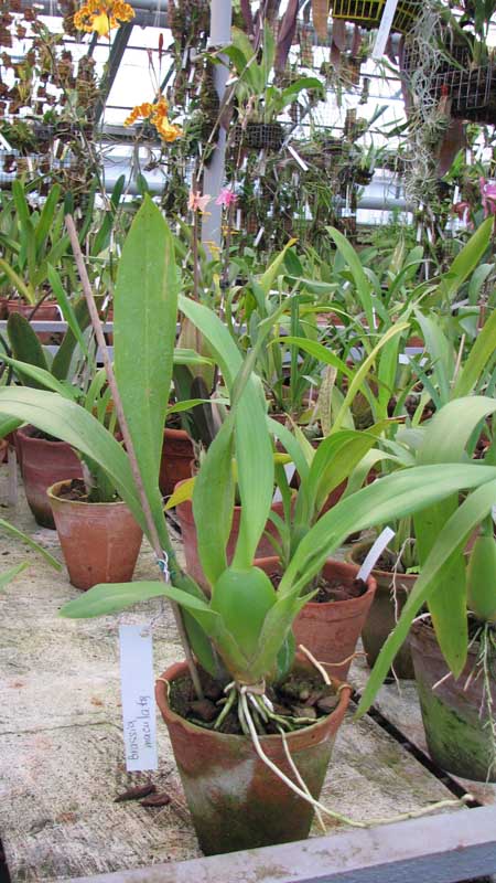 Фото орхидеи Brassia maculata