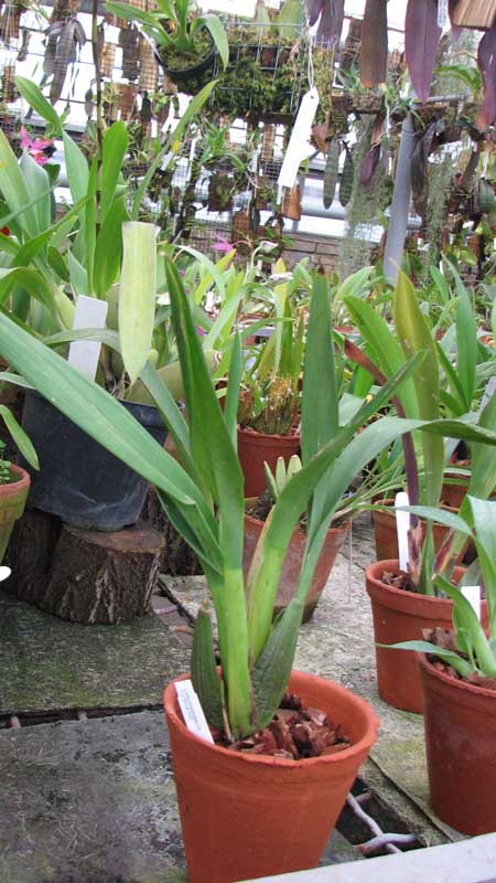 Фото орхидеи Odontoglossum Cynthia Hill