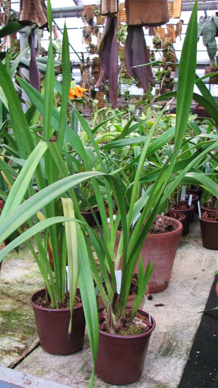 Фото орхидеи Cymbidium Chen's Ruby 'ORCHIS'
