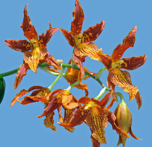 Цветение орхидеи Adaglossum Gualaceo