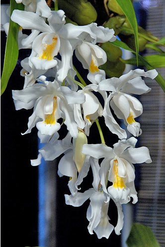 Цветение орхидеи Coelogyne cristata.jpg