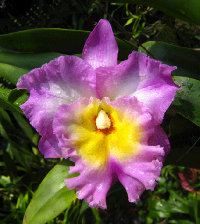 Цветение орхидеи Brassolaeliocattleya Nakornchaisri Pink