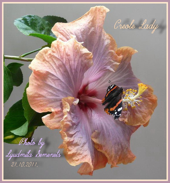 Creole Lady.jpg
