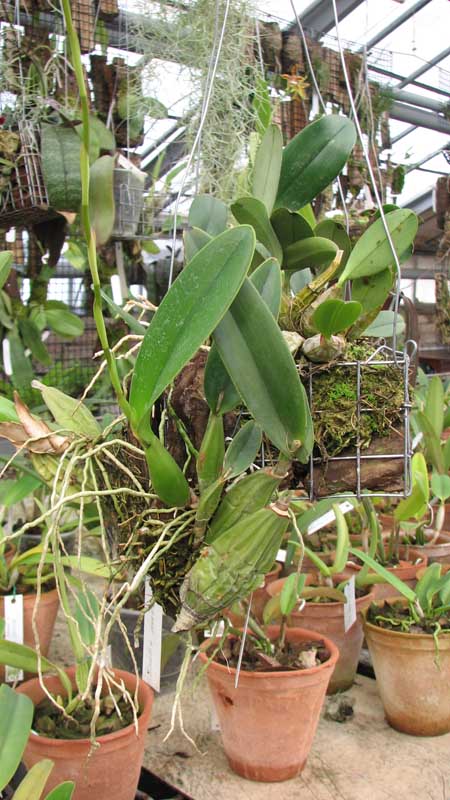 Орхидея Laelia aurea.jpg