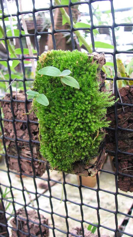 Фото орхидеи Dendrobium moniliforme Kinboshi