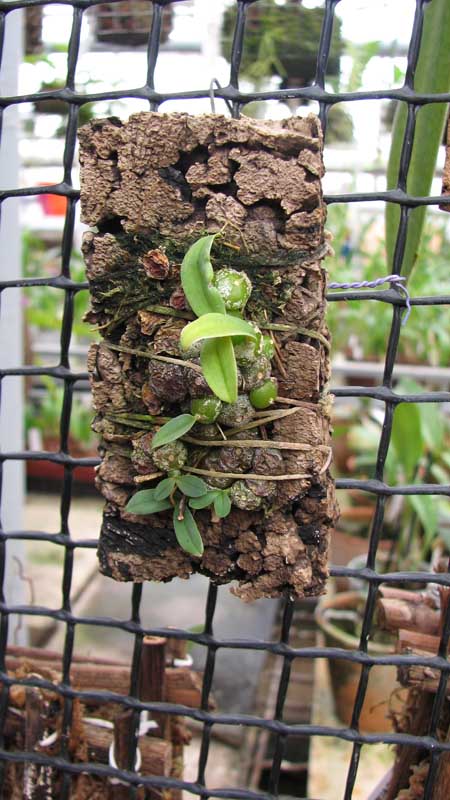 Фото орхидеи Drymoda siamensis