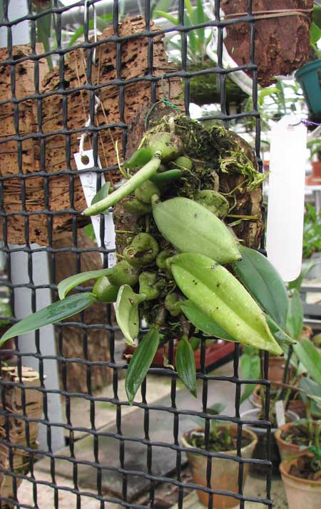 Фото орхидеи Trias picta с бутонами