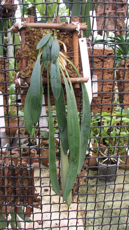 Фото орхидеи Masdevallia caesia