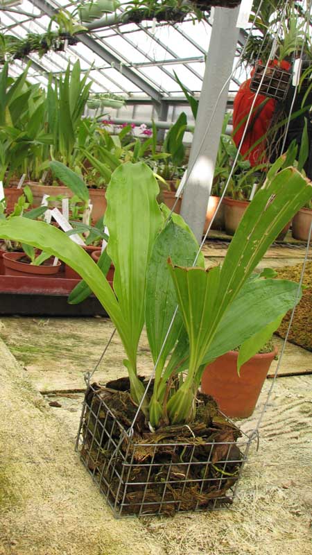 Фото орхидеи Gongora odoratissima