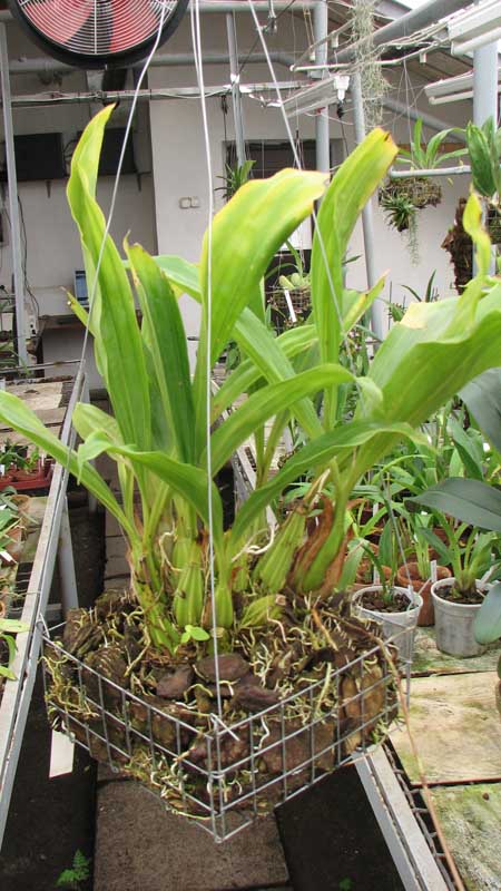 Фото орхидеи Gongora nigropunctata с цветоносом