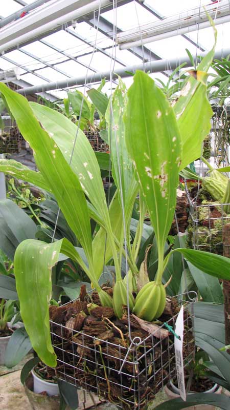 Фото орхидеи Gongora atropurpurea