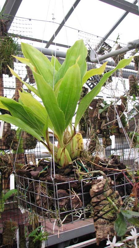 Фото орхидеи Gongora aromatica