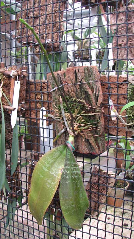 Орхидея Phalaenopsis stuartiana.jpg