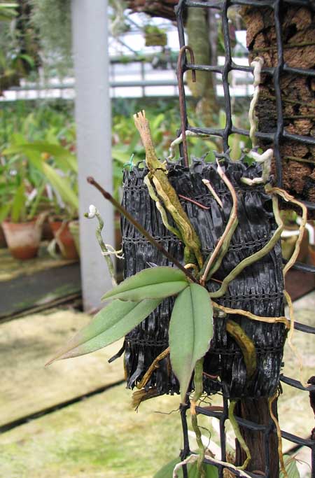 Фото орхидеи Phalaenopsis lowii