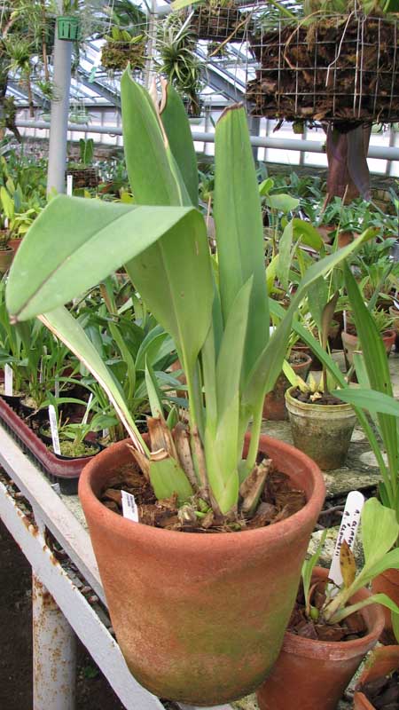 Фото орхидеи Maxillaria irrorata