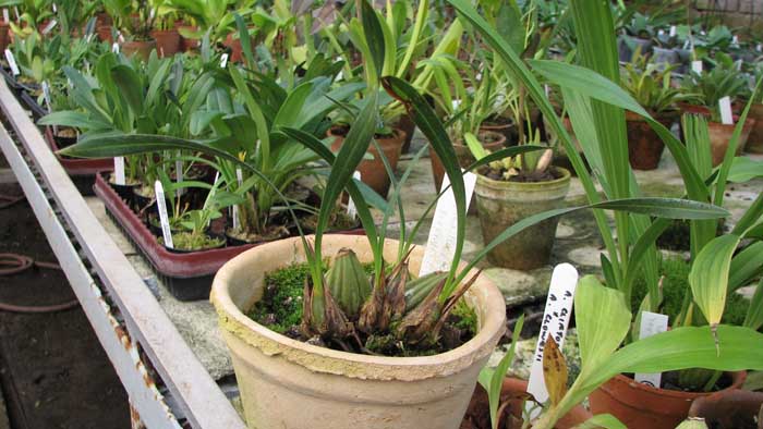 Фото орхидеи Maxillaria porphyrostele