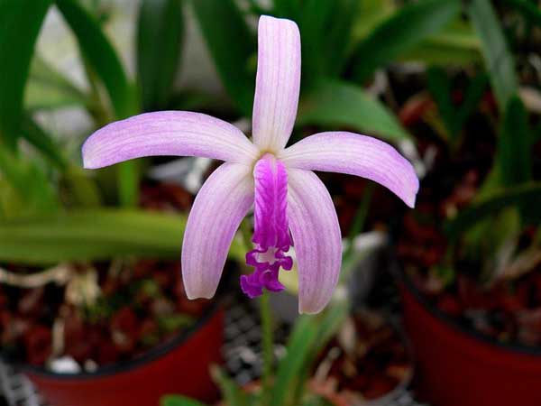 Цветение орхидеи Laelia mantiqueirae