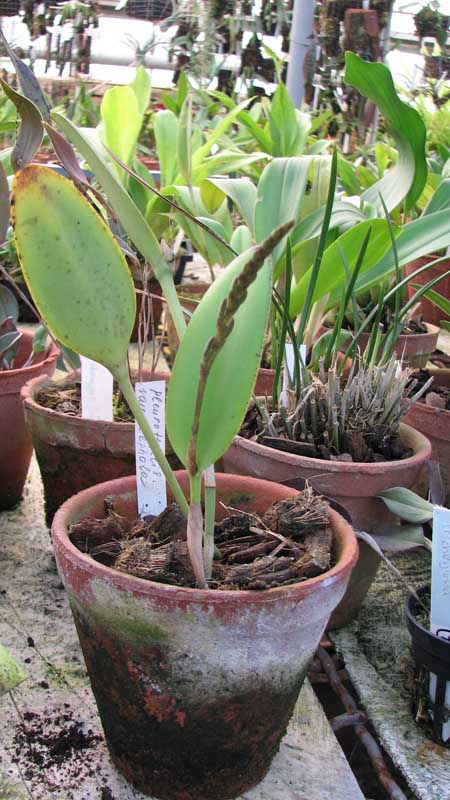 Фото орхидеи Pleurothallis saurocephala с цветоносом