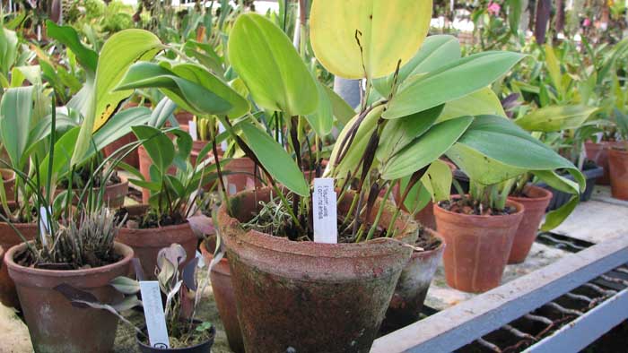 Фото орхидеи Pleurothallis cocornaensis