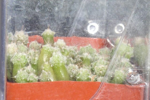 Астрофитумы в коробочке...