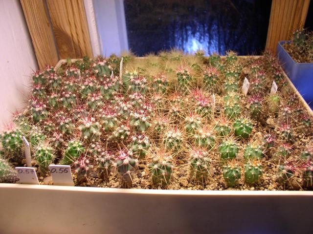 А это много разных ферокактусов!
