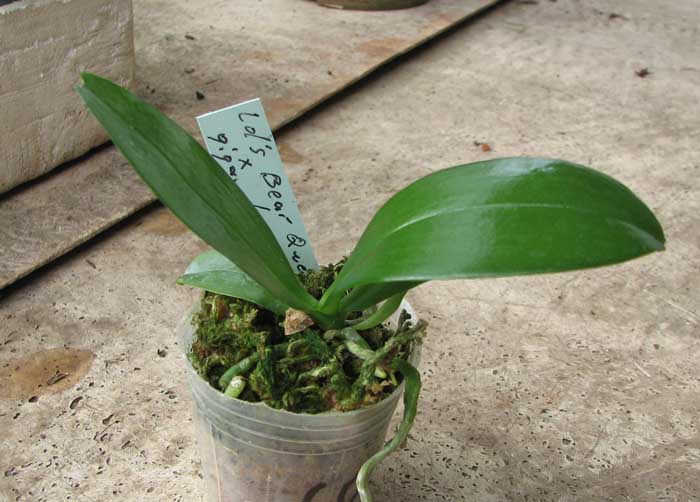 Фото орхидеи Phalaenopsis Ld's Bear Queen x gigantea