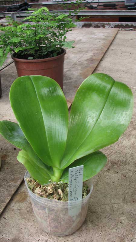 Фото орхидеи Phalaenopsis Nobby's Green Eagle x Dragon Tree Eagle