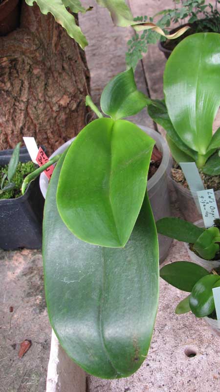 Фото орхидеи Phalaenopsis David Lim (gigantea x amboinensis)