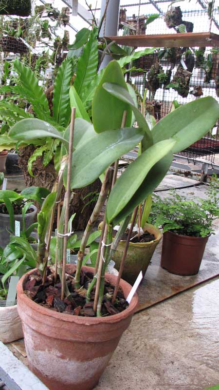 Фото орхидеи Cattleya intermedia aquinii x Cattleya walkeriana