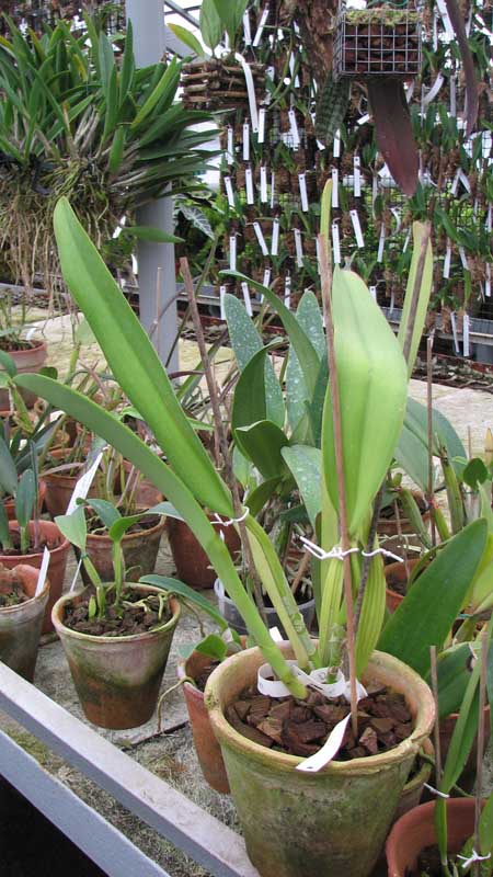 Фото орхидеи Cattleya Hardyana