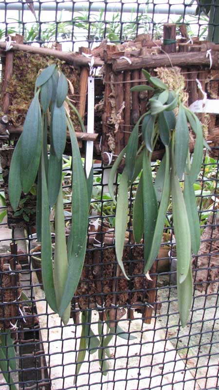 Фото орхидеи Masdevallia caesia