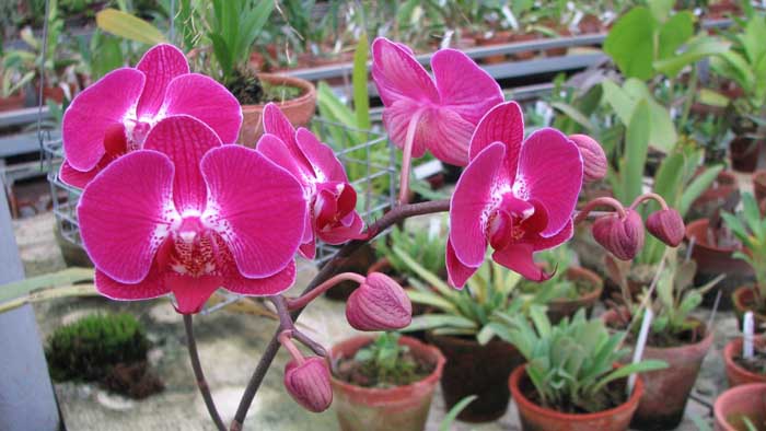 Фото орхидеи Doritaenopsis Sogo Berry