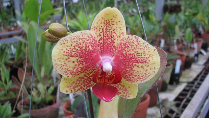 Фото орхидеи Doritaenopsis I-Hsin Golden Prince