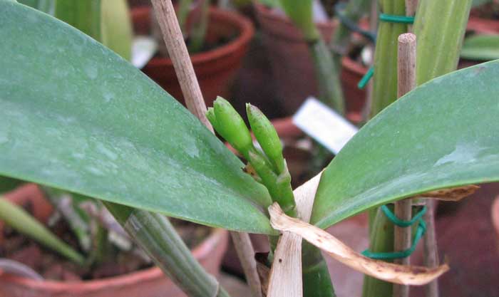 Фото орхидеи Laeliocattleya Rosette Warland x Cattleya Chocolate Drop