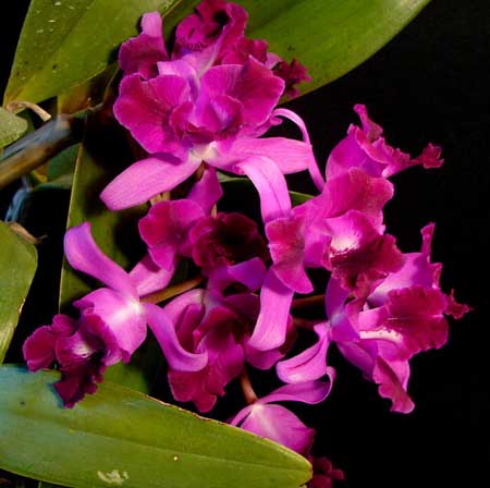 Цветение орхидеи Laeliocattleya Rosette Warland x Cattleya Chocolate Drop.jpg
