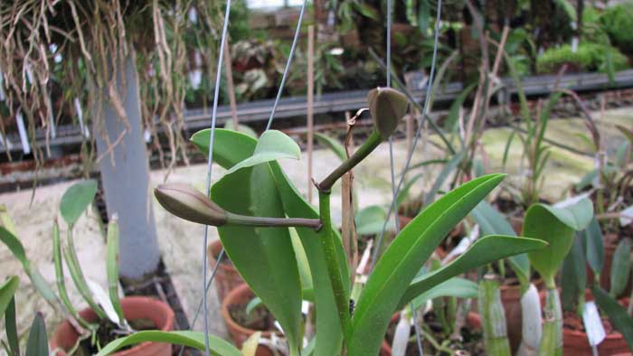 Фото орхидеи Laeliocattleya (Orglade's Glow-Love Knot) 'Hsinying'