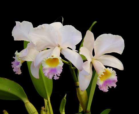 Цветение орхидеи Cattleya trianae 'Pink Gem'.JPG