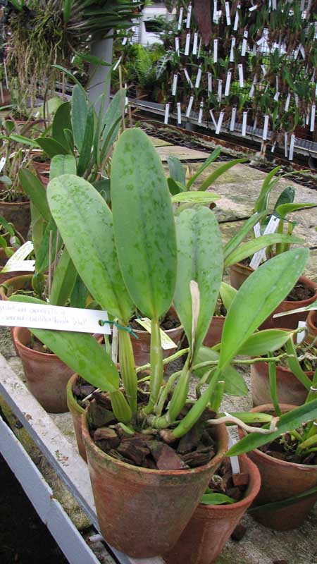 Cattleya gaskelliana caerulea (11-1) x Cattleya warneri caerulea 'Renata Dihel'