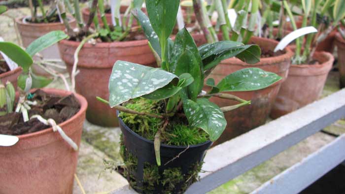 Фото орхидеи Maxillaria reichenheimiana с бутонами