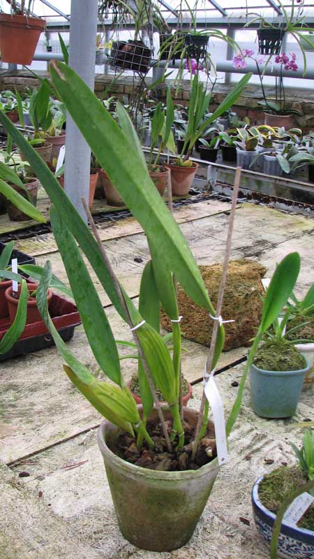 Фото орхидеи Laelia pulcherrima coerulea