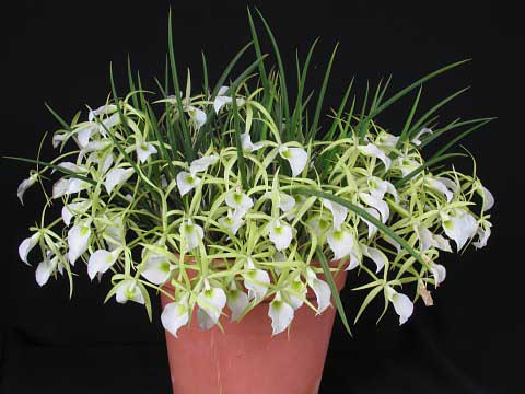 Орхидея Brassavola tuberculata.jpg