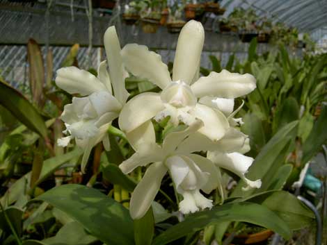 Орхидея Cattleya guttata albina.jpg