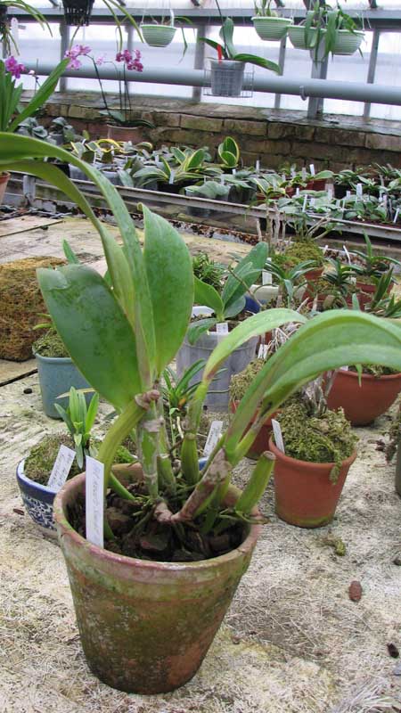 Фото орхидеи Potinara Kozo's Scarlet 'Vi-Emi'