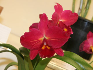 Цветение орхидеи Potinara Kozo's Scarlet 'Vi-Emi'.jpg