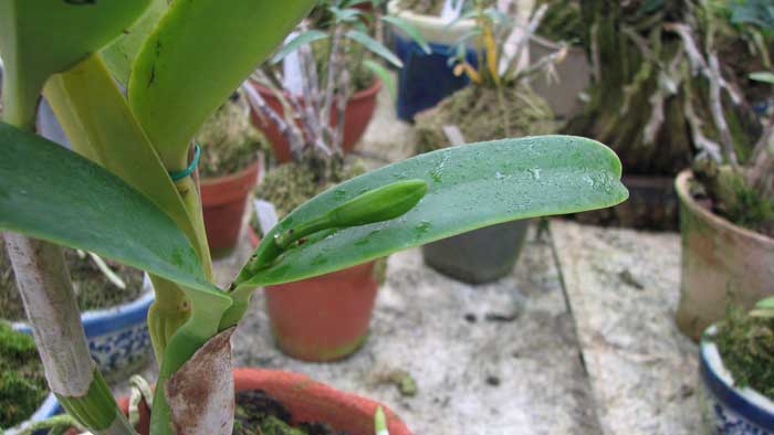 Фото орхидеи Laeliocattleya Mini Purple х Brassolaeliocattleya Lois Mcneil 'Ace'