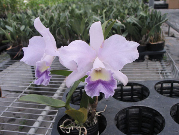 Цветение орхидеи Laeliocattleya Mini Purple х Brassolaeliocattleya Lois Mcneil 'Ace'.jpg